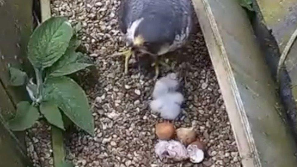 Peregrine with chicks, St Albans Cathedral