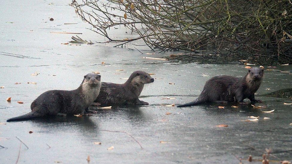 Three otters on the ice at Rutland Water