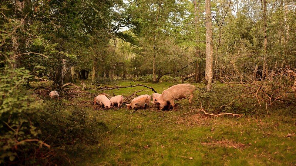 Pigs in the forest in the village of Beaulieu in Hampshire's New Forest national park