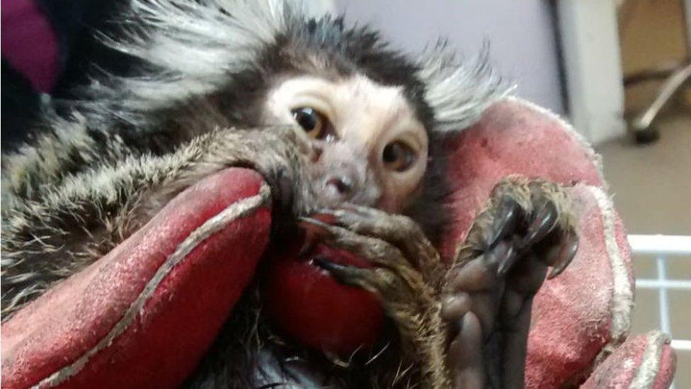 Marmoset monkey