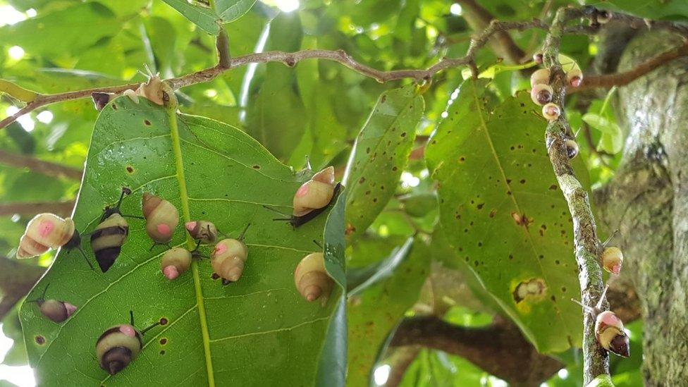 Partula tree snails released into the wild (c) ZSL