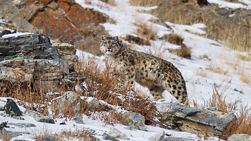 snow leopard