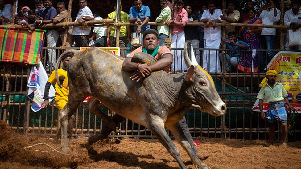 A man tackles a bull as he participates in the annual bull-taming sport of Jallikattu played to celebrate the harvest festival of Pongal on January 15, 2023 in Avaniyapuram, near Madurai