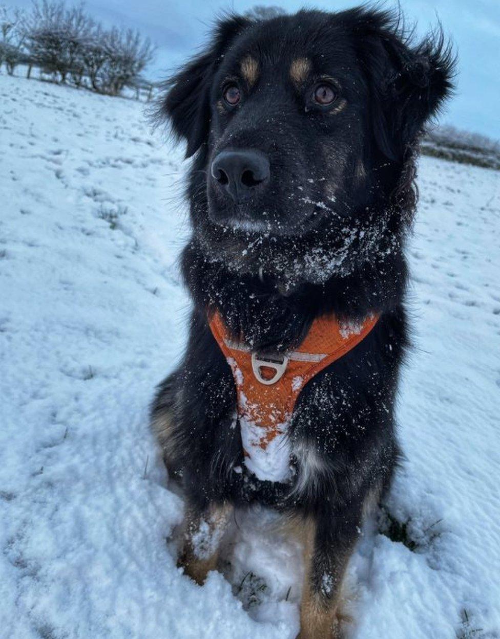 A dog in the snow