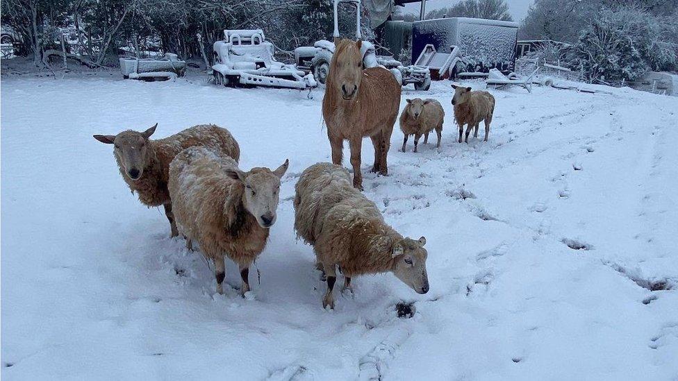 Sheep in the snow in Brynna, near Pencoed