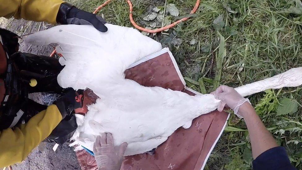 Swan rescue