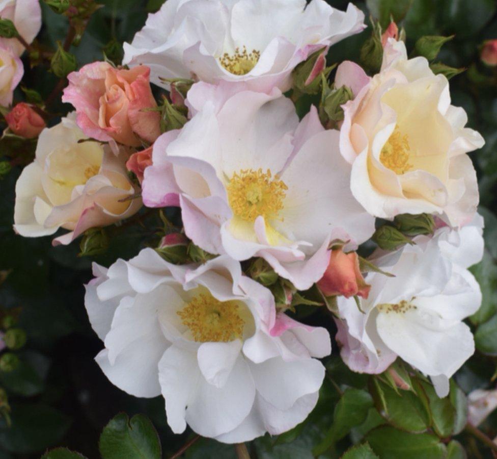 NOrthern Ireland centenary rose