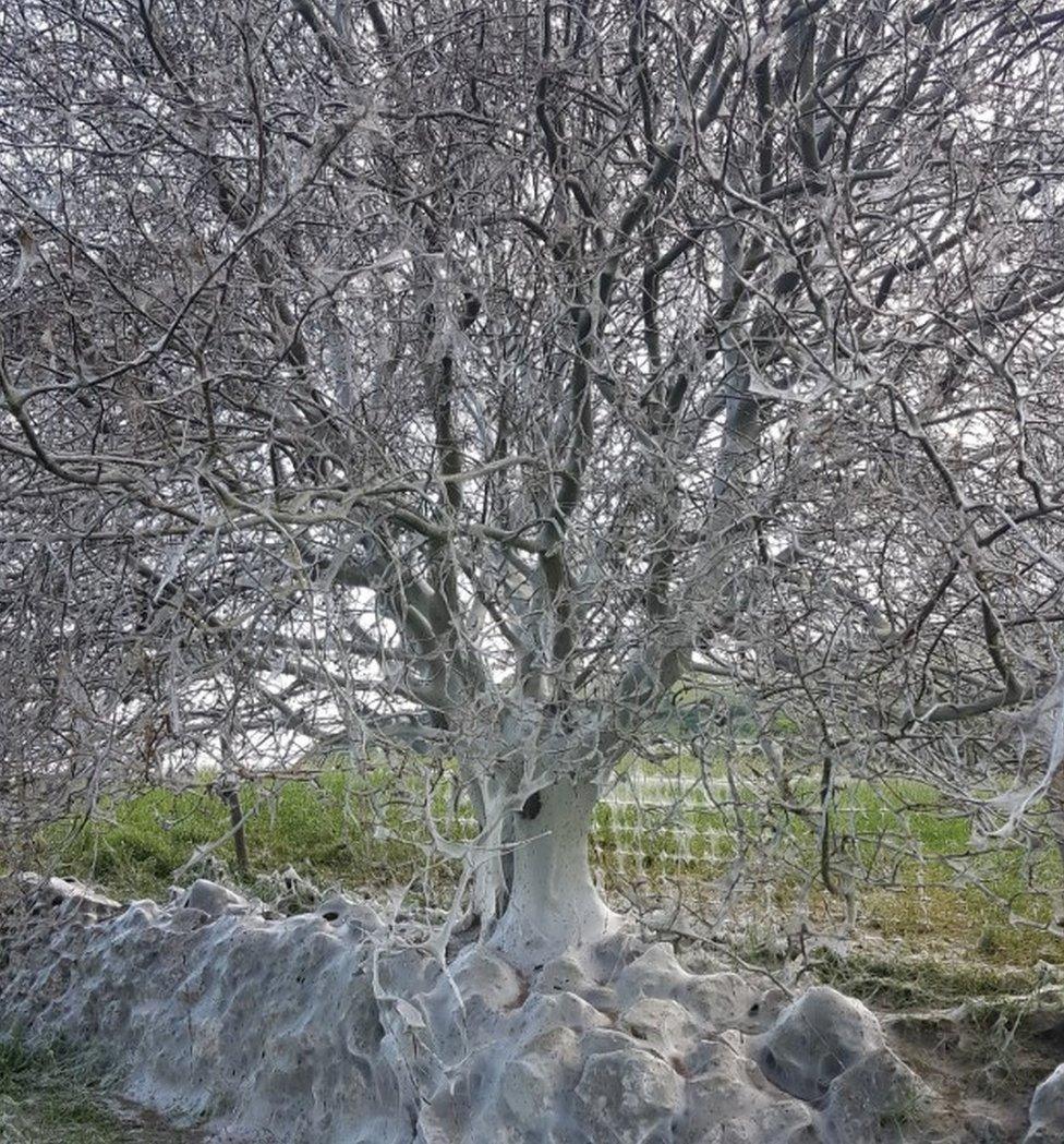 Caterpillar-infested tree