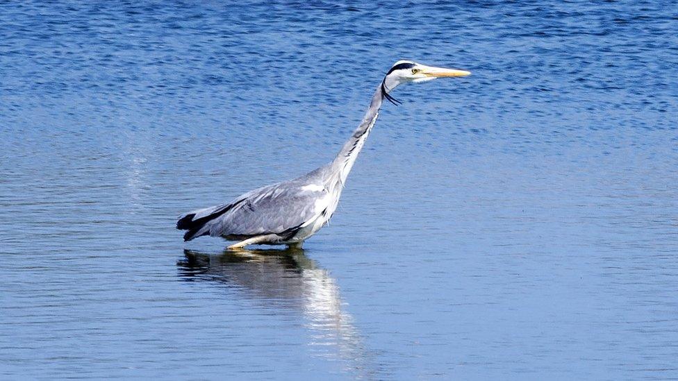 A heron at the Conwy RSPB Nature Reserve