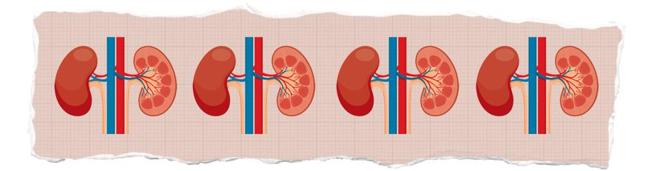 Kidneys