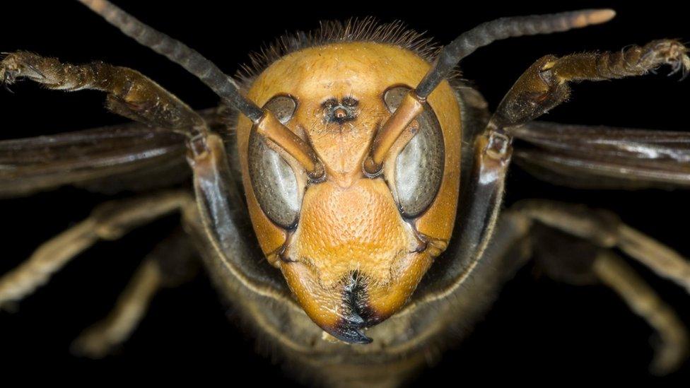 Asian giant hornet head