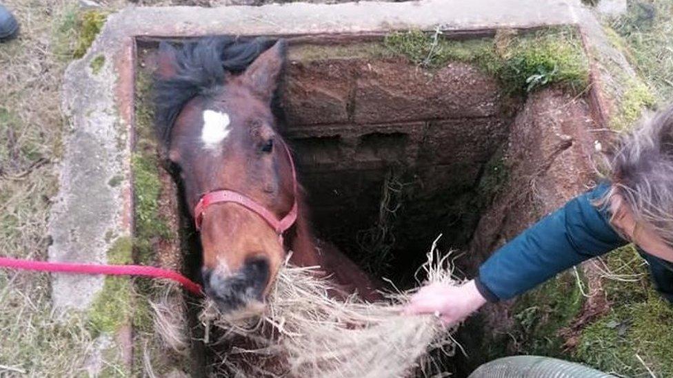 Horse in pit