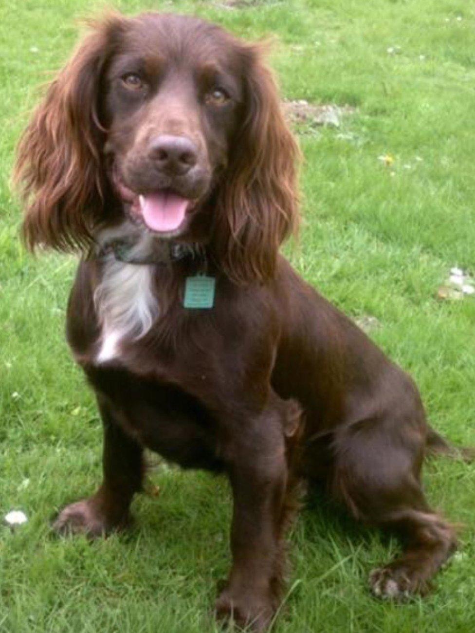 Darcy the cocker spaniel