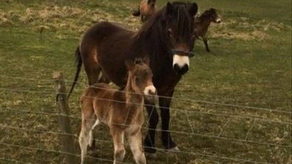 Foal and mother