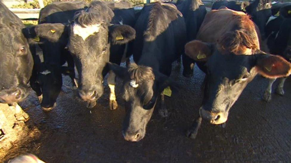 Cattle on Mossman Farm