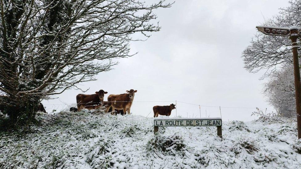 Jersey cows in the snow