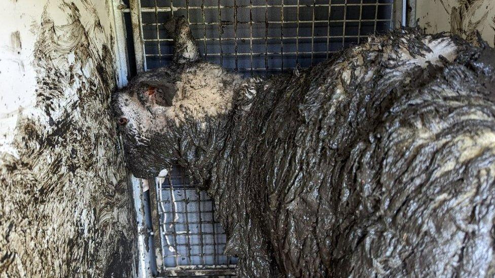 A very muddy lamb in a kennel