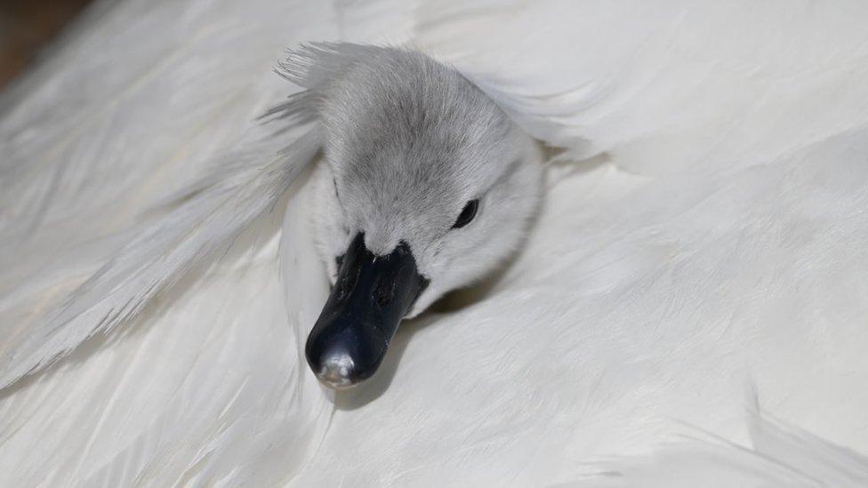 Baby swan