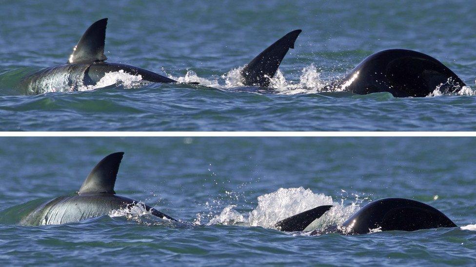 A great white shark being hunted by an orca