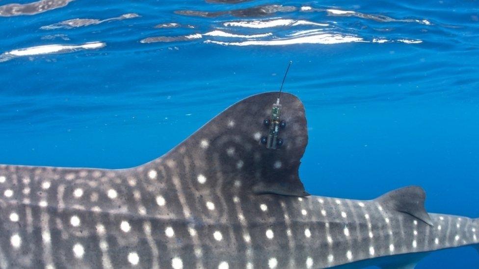 whale shark