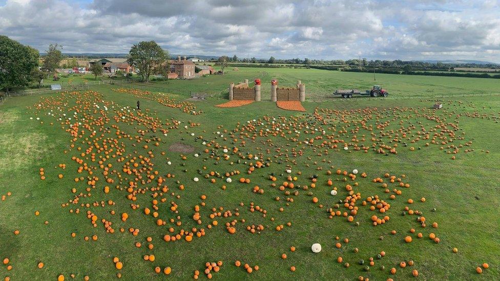 The pumpkin field