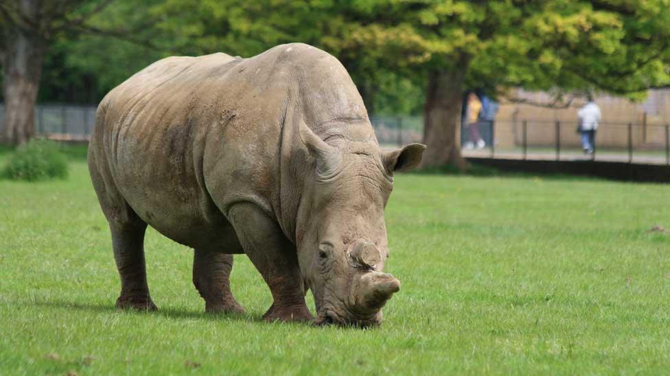 Mikumi, southern white rhino at Whipsnade Zoo