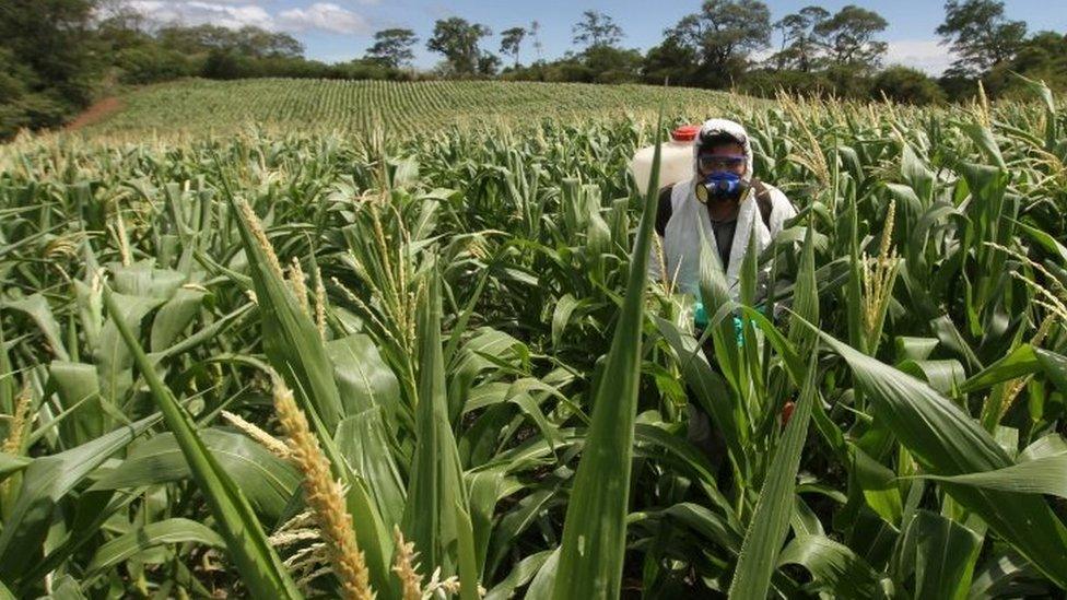 A farmer with fumigation equipment is seen among crop affected by locust plague in Cabezas district in Santa Cruz, Bolivia, February 10, 2017