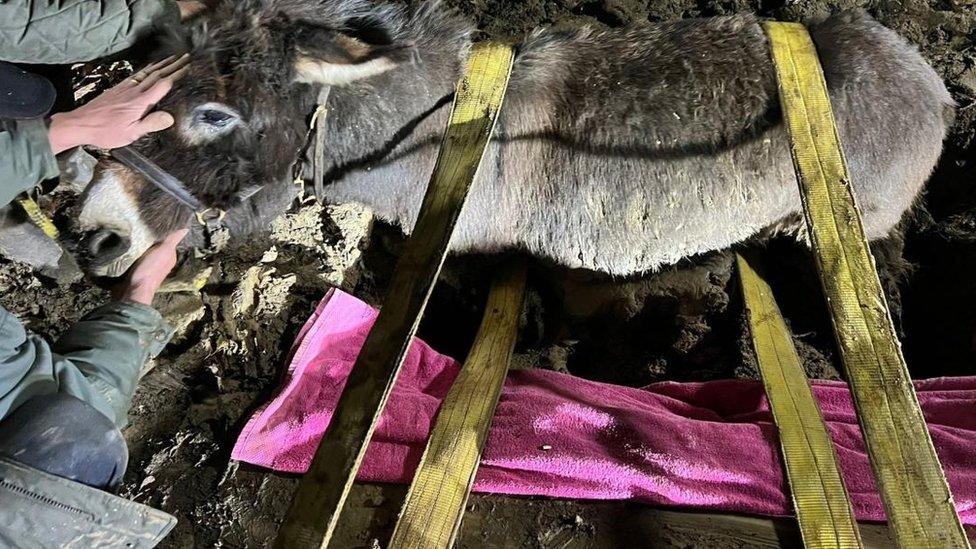 Archie the donkey is held by straps as firefighters work to free him from the mud