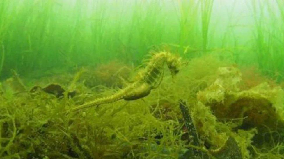 Spiny seahorse