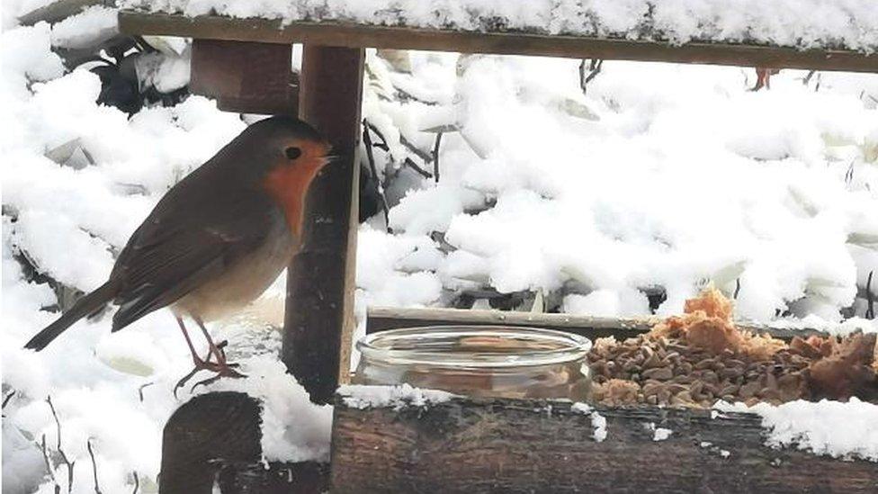 A robin in a garden