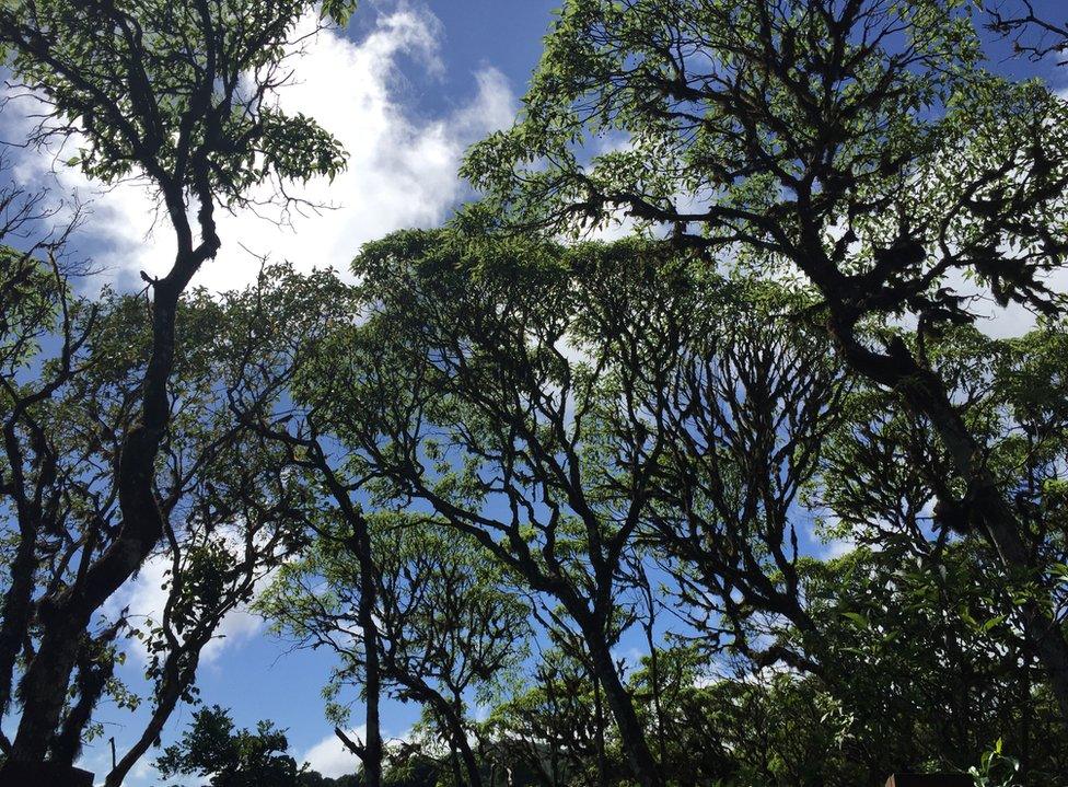 Scalesia trees on Santa Cruz Island