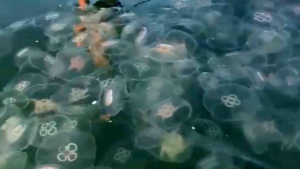 Jellyfish in sea off Norfolk coast