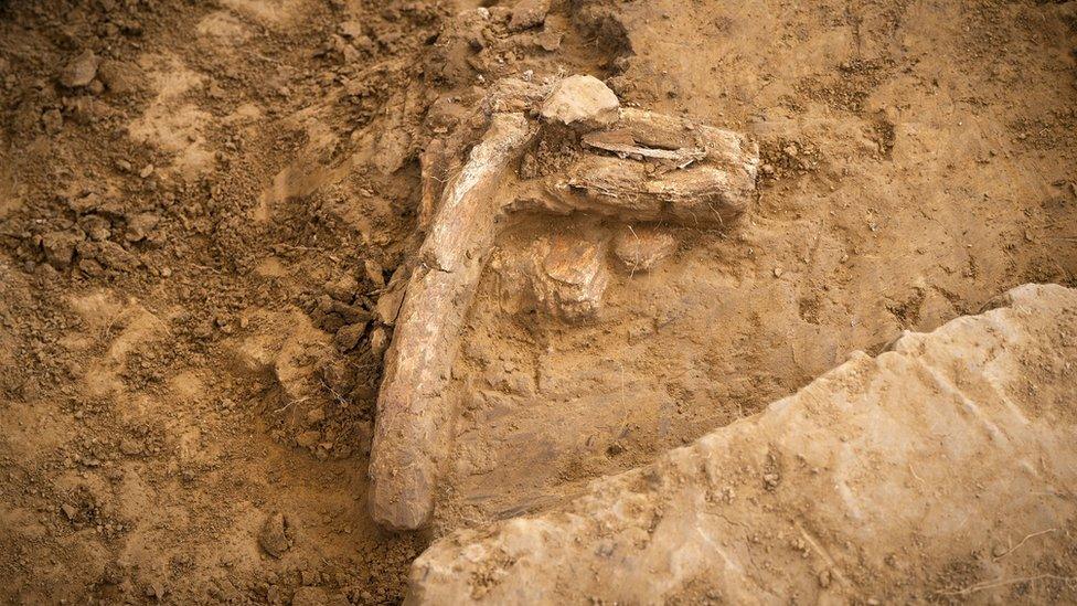 Bones uncovered at the site of the battle of Waterloo