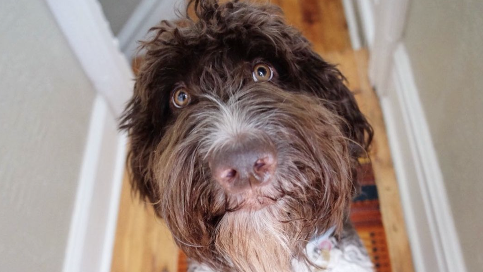 Cecil, the seven-year-old dog from Pennsylvania