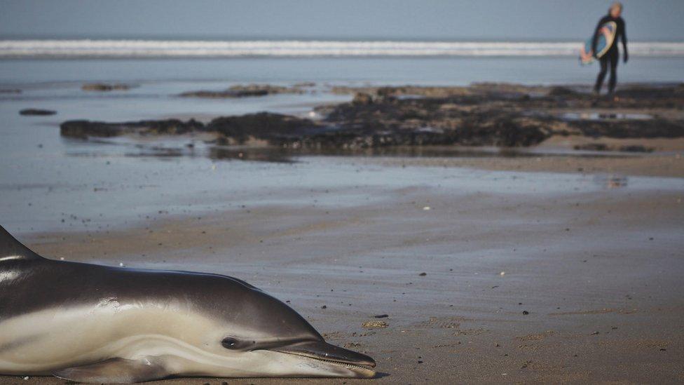 Dolphin, stranded on the beach