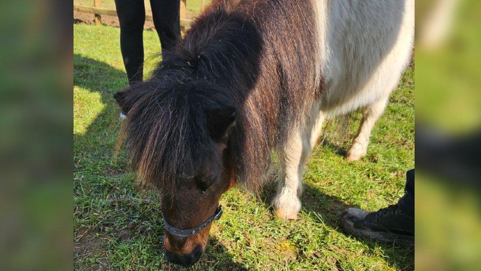 Maisey the Shetland pony eating grass