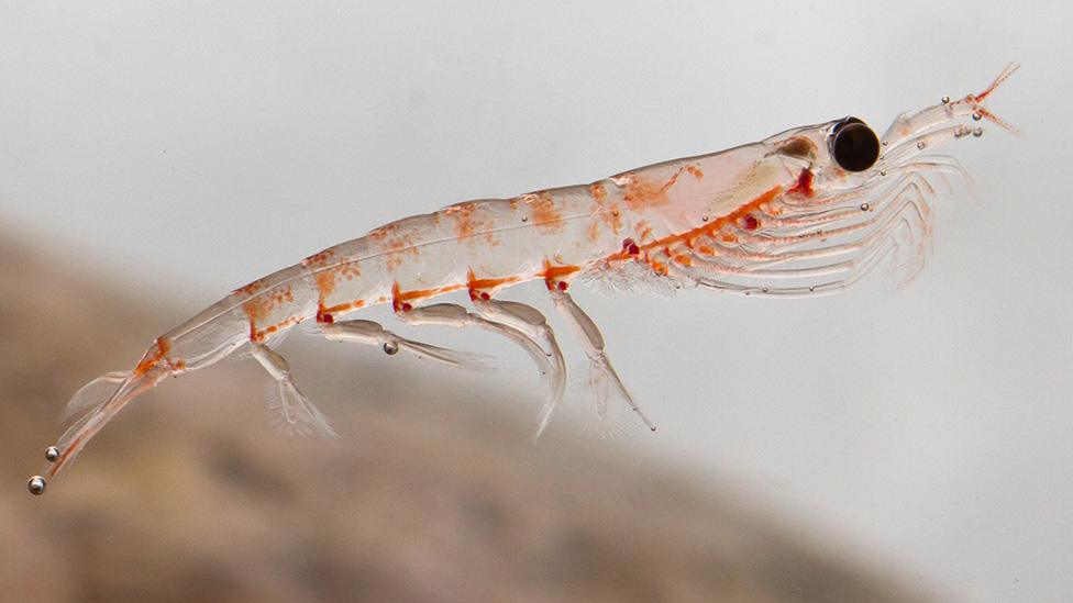 Krill