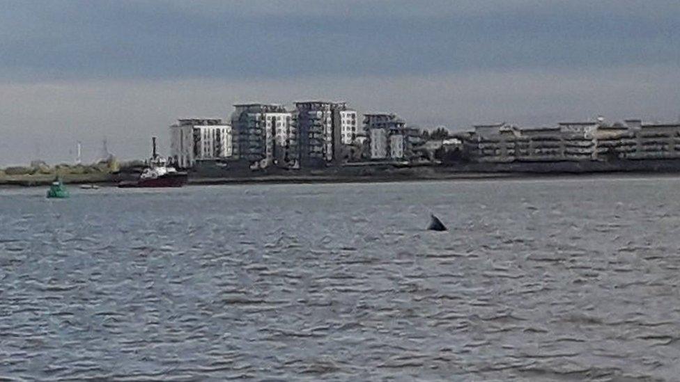 Whale in Thames