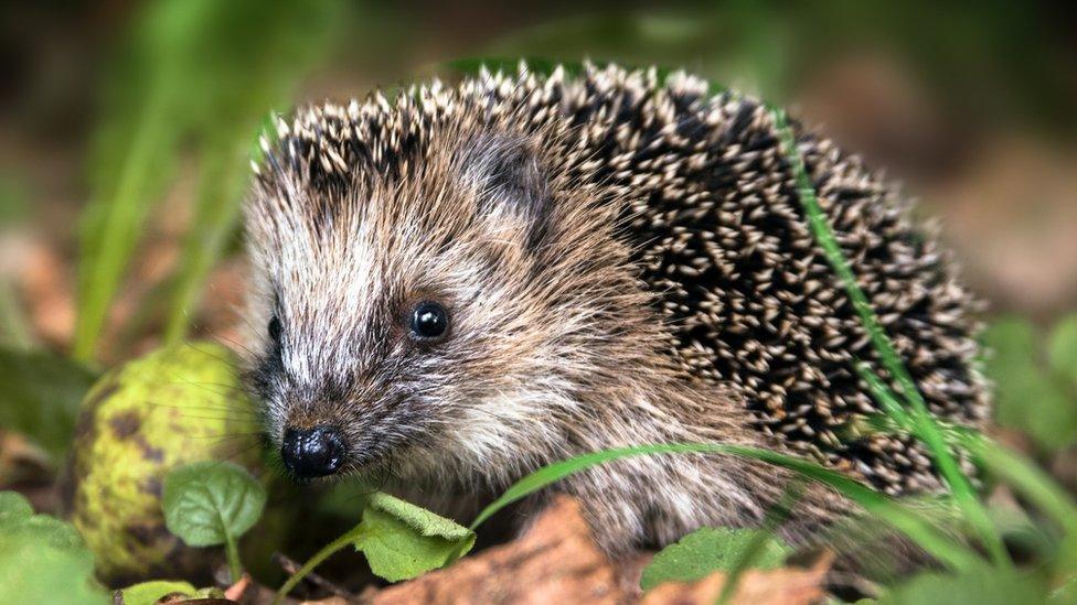 Hedgehog