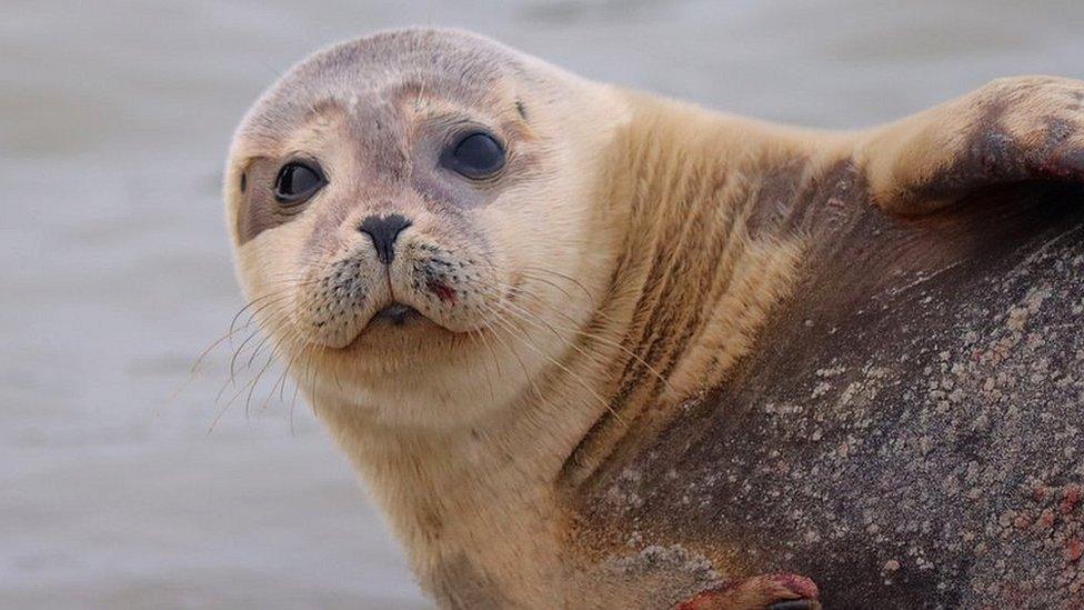 Salsa the seal pup