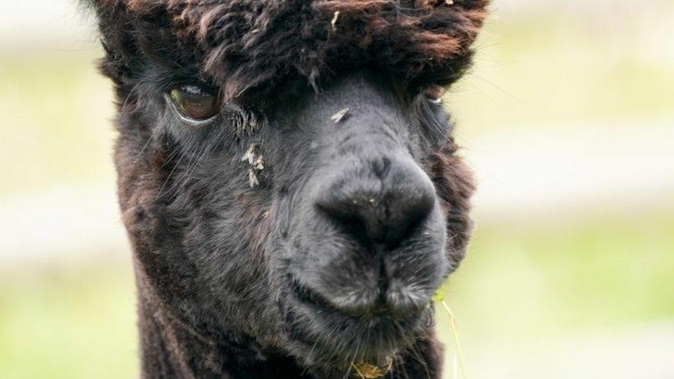 Geronimo the alpaca