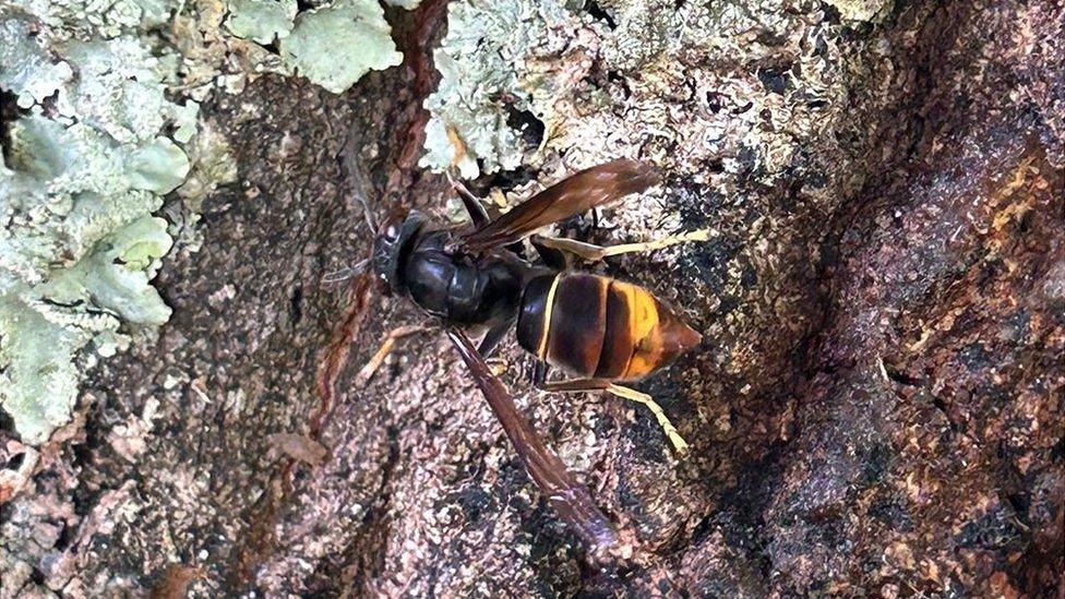 Asian hornet on a tree