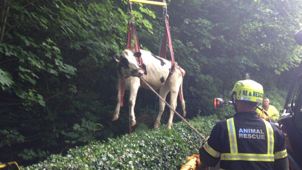 Cow rescue