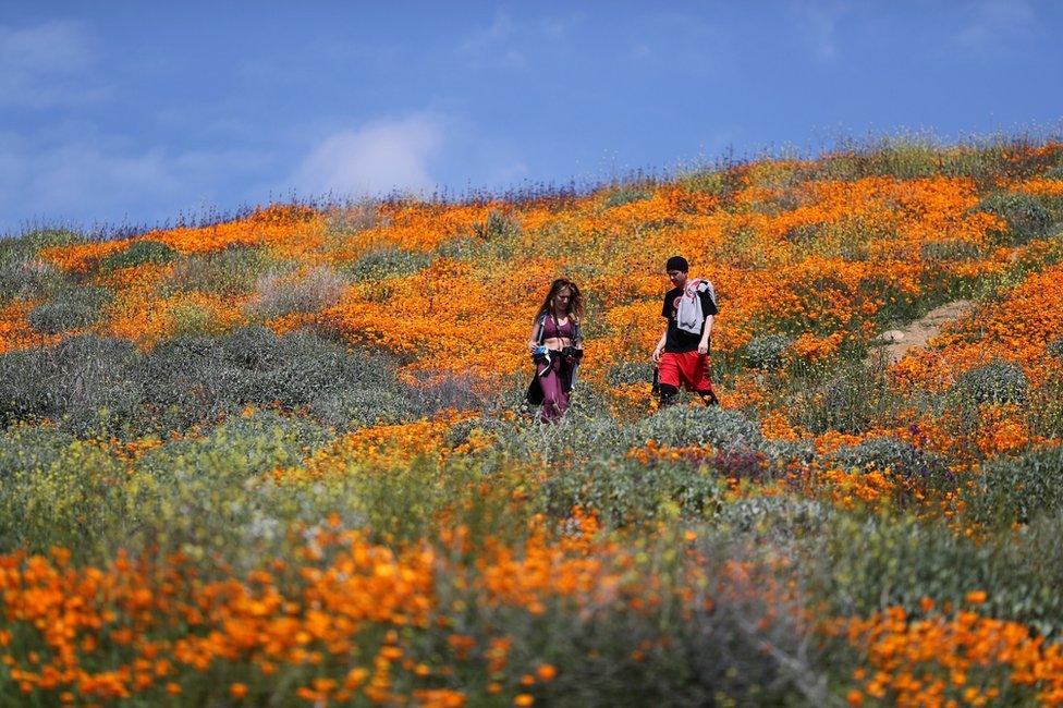 People walk in a super bloom of poppies in Lake Elsinore, California