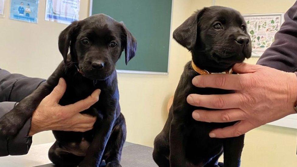 Puppies at a vet clinic