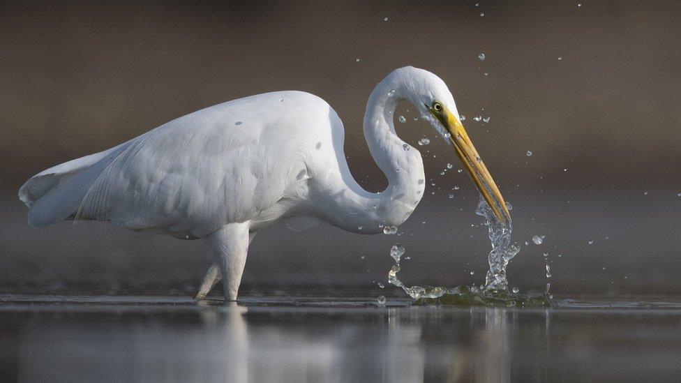 Great Egret