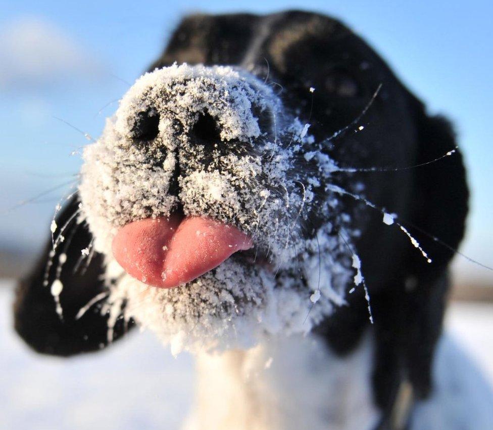 A dog with snowy whiskers