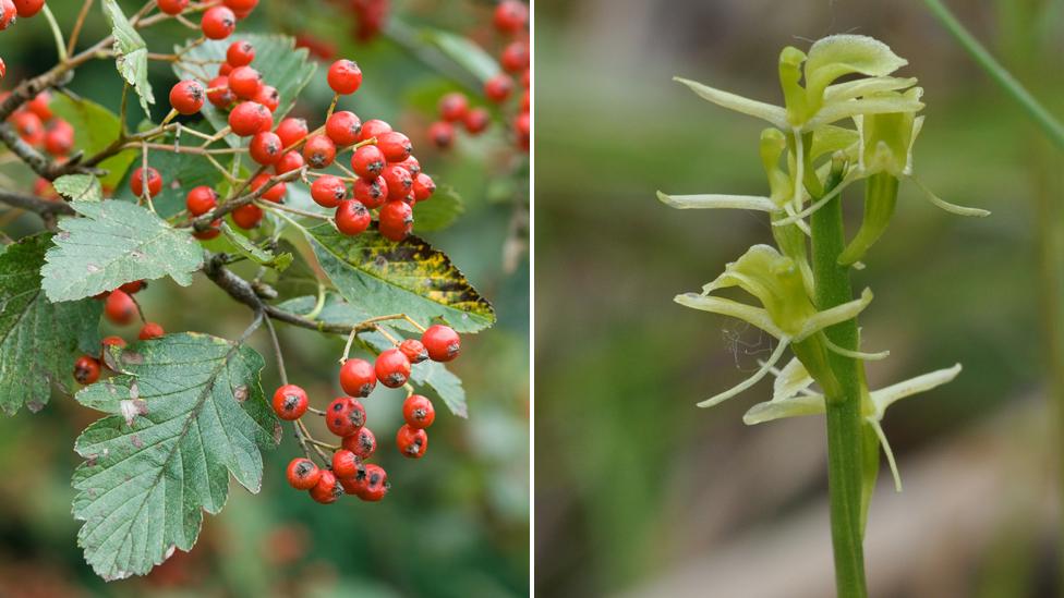 Sorbus leyana and liparis loeselii