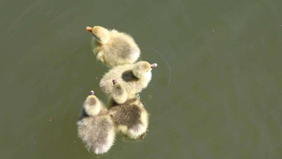 Ducklings in Abingdon