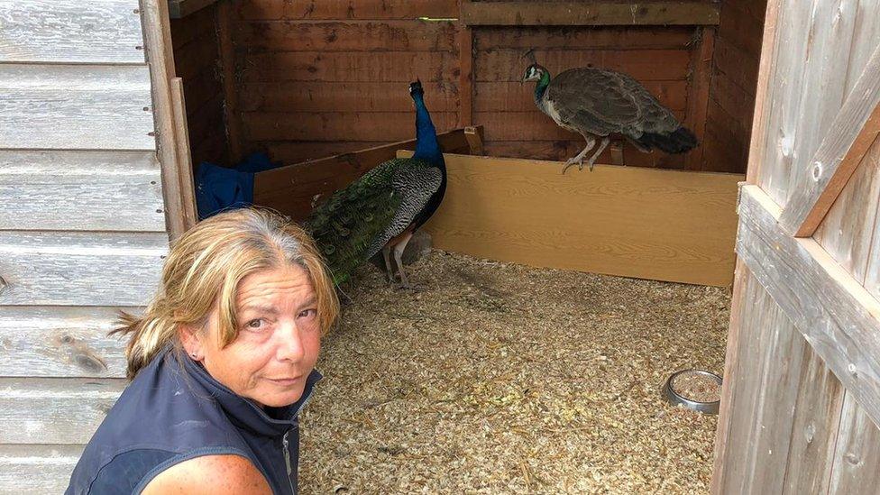 Becky Mullan-Feroze with her peafowls